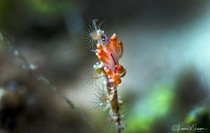 Coryphellina sp./Photographed with a Canon 60 mm macro le... by Laurie Slawson 